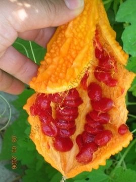 Arzuman Kudret Narı Tohumu