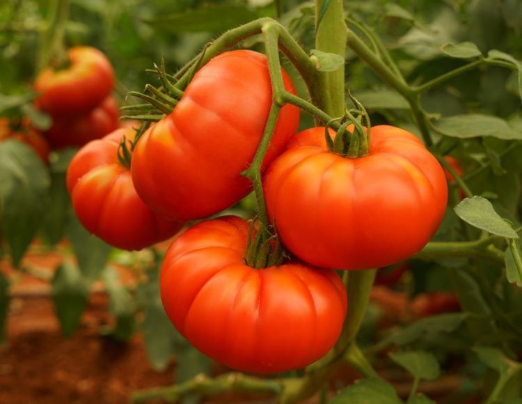 Köy Domatesi Tohumu 100 Adet