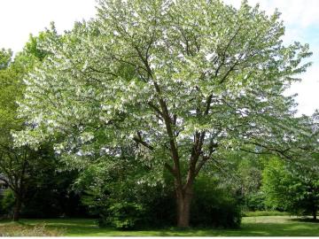 Mendil Ağacı Yağı 20 ML