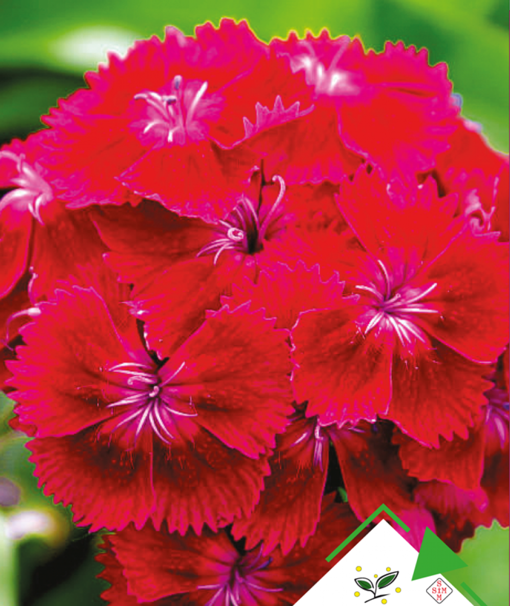 Hüsnü Yusuf Çiçeği Tohumu 50 Adet