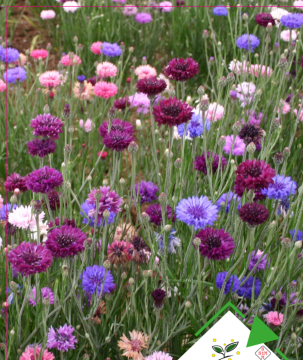 Kontur Çiçeği Tohumu 25 Adet