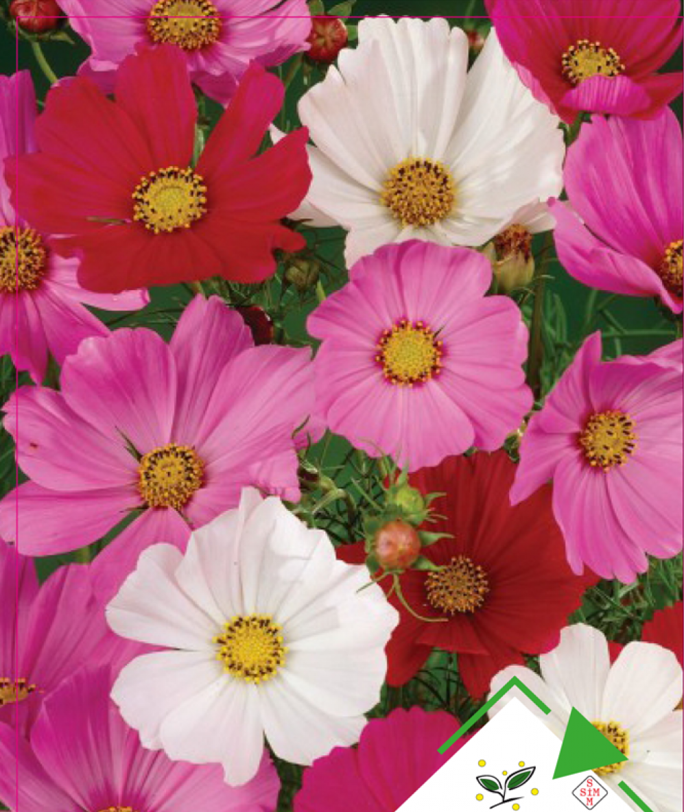 Kozmos Çiçeği Tohumu 15 Adet