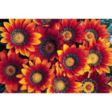 Koyun Gözü Gazanya Çiçeği Tohumu (10 tohum)