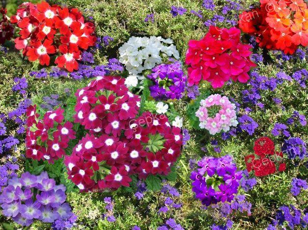 Obrizya Çiçeği Tohumu (10 tohum)