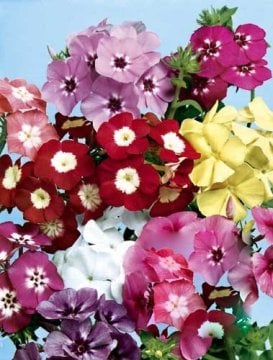 Alev Çiçeği Tohumu (34 tohum)