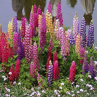 Acı Bakla Çiçeği Tohumu (5 tohum)