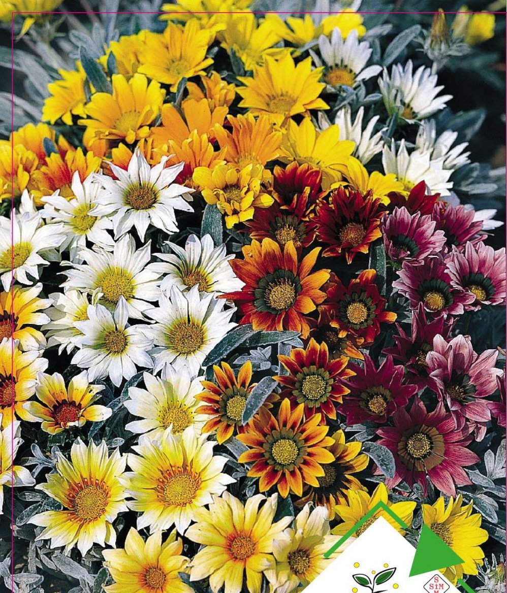 Meramlı Kız Çiçeği Tohumu 20 Adet