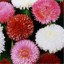 Karışık Şeker Tabağı(Çayır Papatyası) Çiçeği Tohumu (25 tohum)