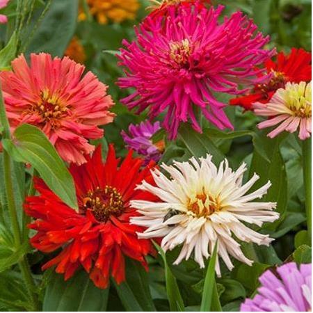 Karışık Krizantem Çiçekli Zinya Çiçeği Tohumu