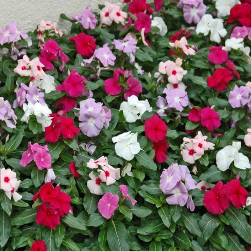 Karışık Renkli Cezayir Menekşesi Tohumu