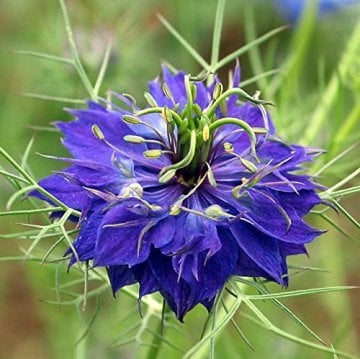 Çörek otu Çiçeği Tohumu (600 tohum)