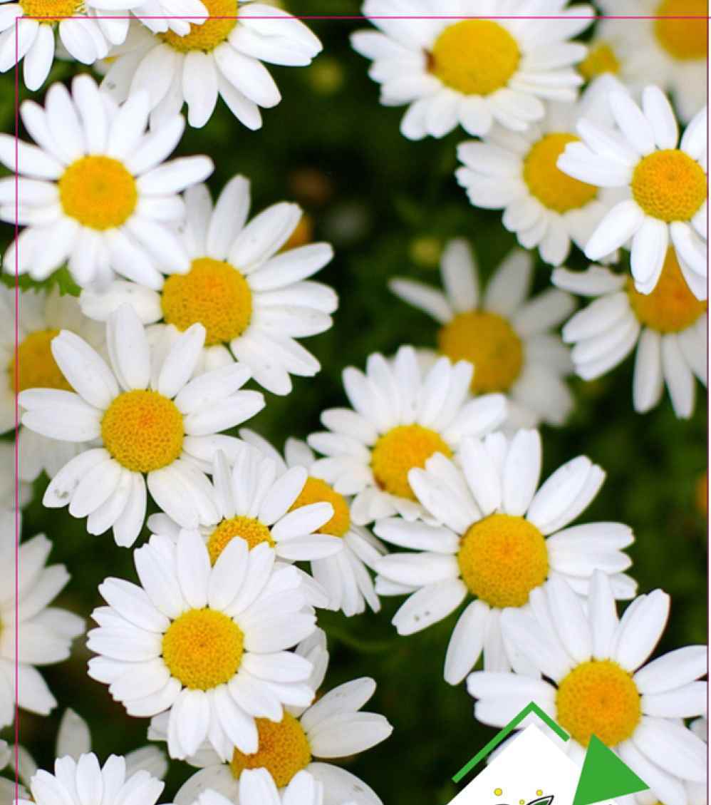 Papatya Tohumu 25 Adet