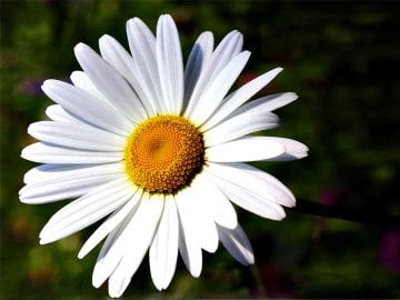 Papatya Tohumu 100 Adet