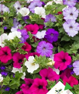 Petunya Tohumu 50 Adet