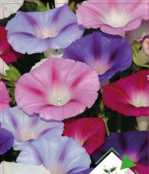 Sarmaşık Çiçeği Tohumu 10 Adet