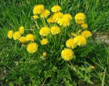 Karahindiba Tohumu (50 tohum)