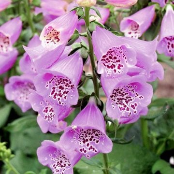 Yüksükotu Çiçeği Tohumu (250 tohum)