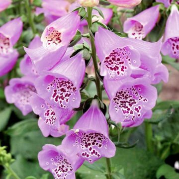 Yüksükotu Çiçeği Tohumu çimlendirme