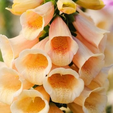 Yüksükotu Çiçeği Tohumu (250 tohum)