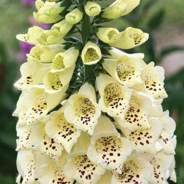 Yüksükotu Çiçeği Tohumu (250 tohum)