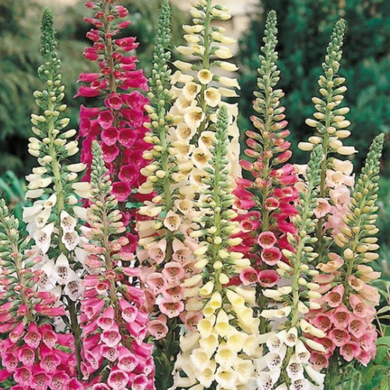 Yüksükotu Çiçeği Tohumu