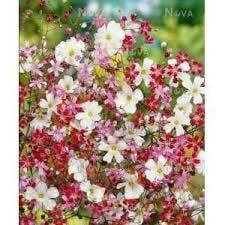 Bahar Yıldızı Çiçeği Tohumu (50 tohum)