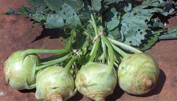 Alabaş Tohumu 100 Adet