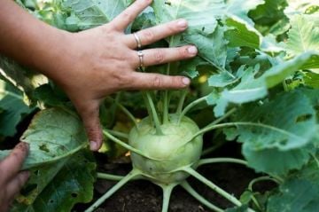 Alabaş Tohumu 100 Adet