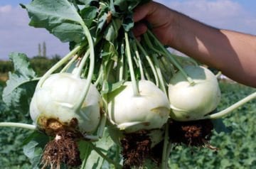 Alabaş Tohumu 100 Adet