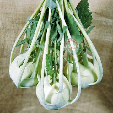 Alabaş Tohumu 25 Adet