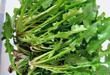 Hindiba ( Güneyik- Radika) Tohumu 10p Adet