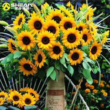 Süs Ayçiçeği Tohumu 25 Adet