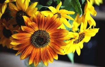 Süs Ayçiçeği Tohumu 25 Adet