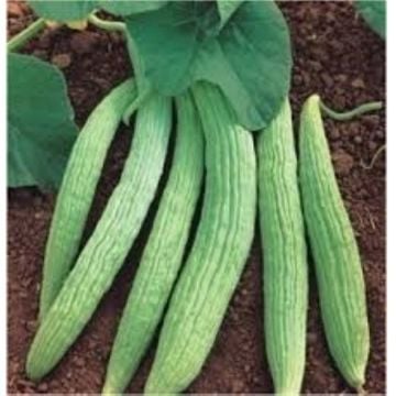 Acur Tohumu 100 Adet