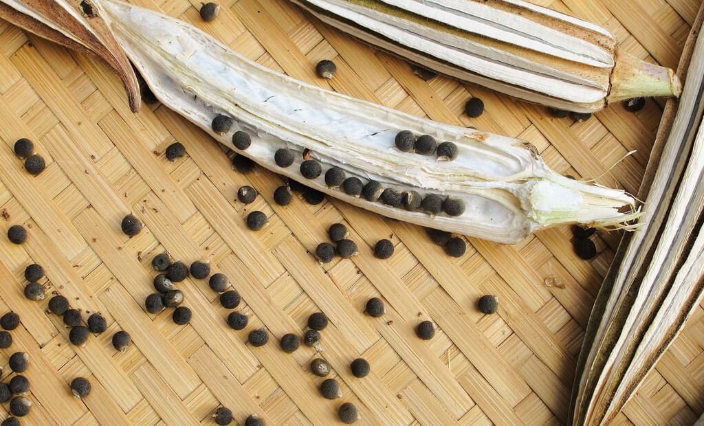 Bamya Tohumu 500 Gr Yerli İlaçsız Doğal Yenilebilir