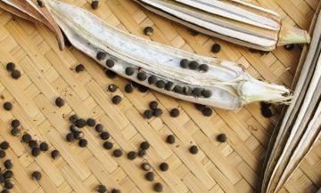 Bamya Tohumu 500 Gr Yerli İlaçsız Doğal Yenilebilir