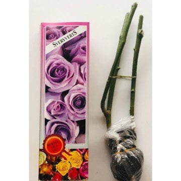 Gül Fidanı Lila Renkli Kokulu Tüplü