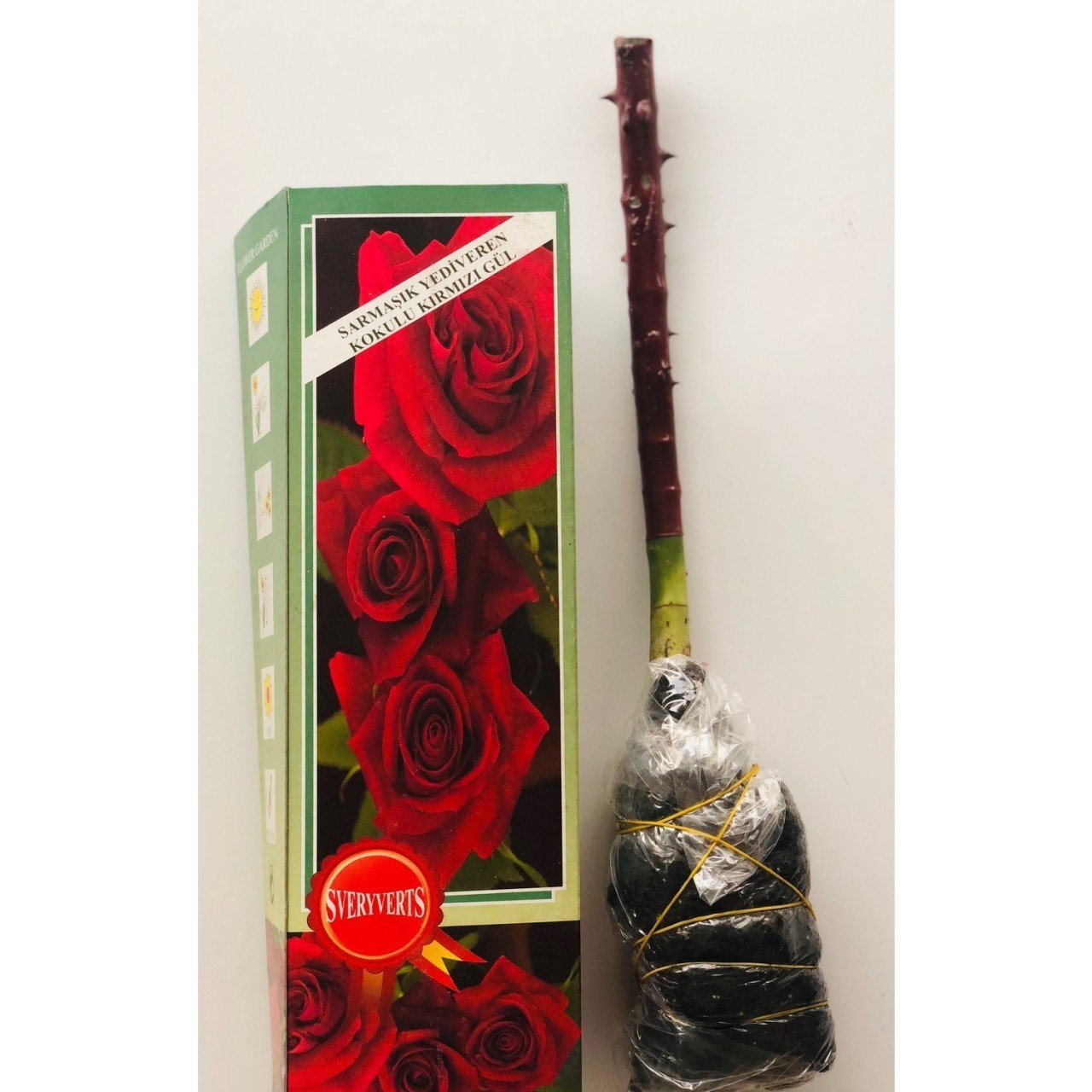 Kırmızı Sarmaşık Gül Fidanı Kokulu Tüplü