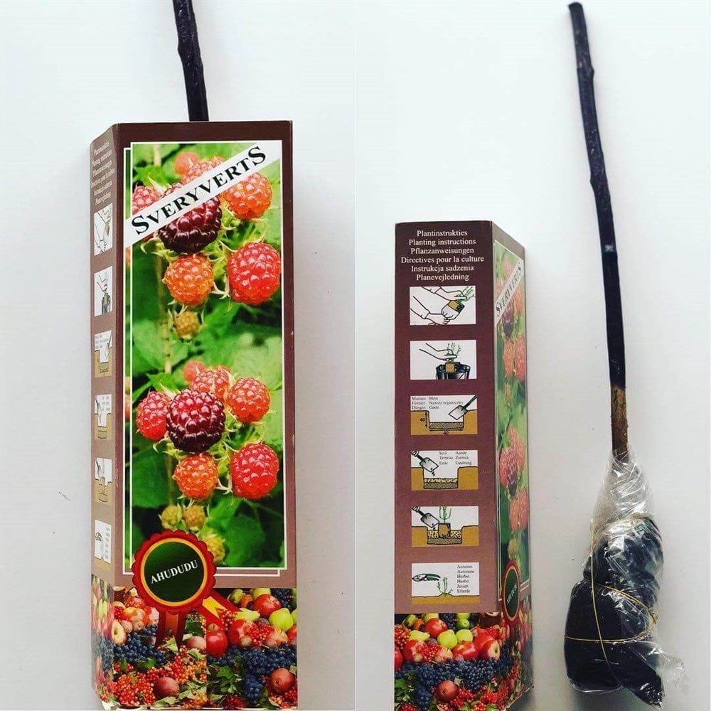 Ahududu Fidanı Tüplü