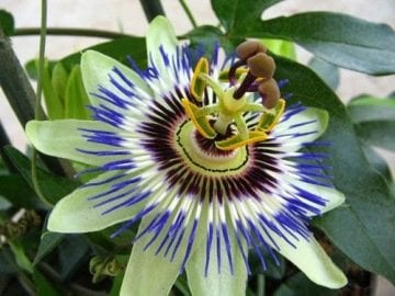 Passiflora Tohumu (Çarkıfelek)