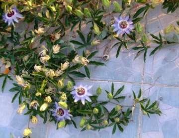 Passiflora Tohumu (Çarkıfelek)