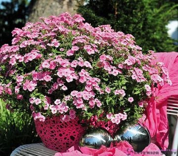 Flox (Phlox-Alev) Çiçeği Tohumu