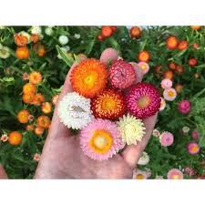 Kağıt Çiçeği Tohumu