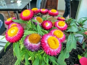 Kağıt Çiçeği Tohumu