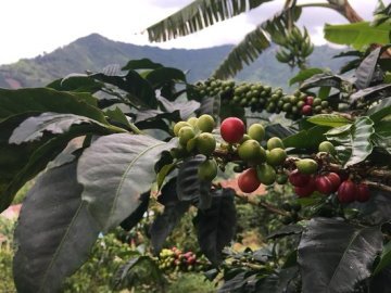 Kahve Ağacı Tohumu