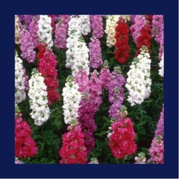 Şebboy Çiçeği Tohumu 50 Adet