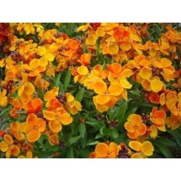 Sarı Şebboy Çiçeği Tohumu 25 Adet