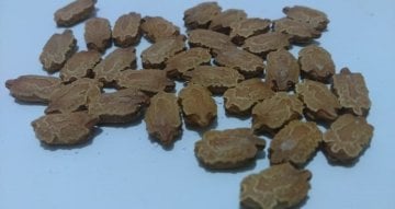Kudret Narı Tohumu