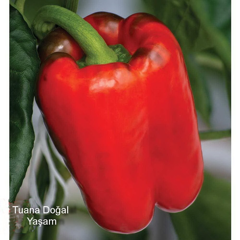 Kaliforniya Biberi Tohumu 20 Adet