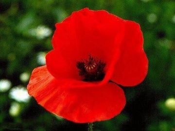 Gelincik Çiçeği Tohumu